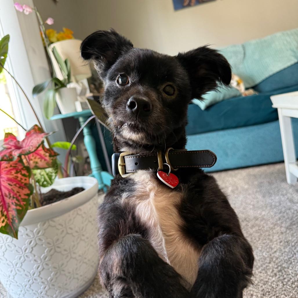 Boone, a Adoptable mixed breed in Southside, TN image 3/6