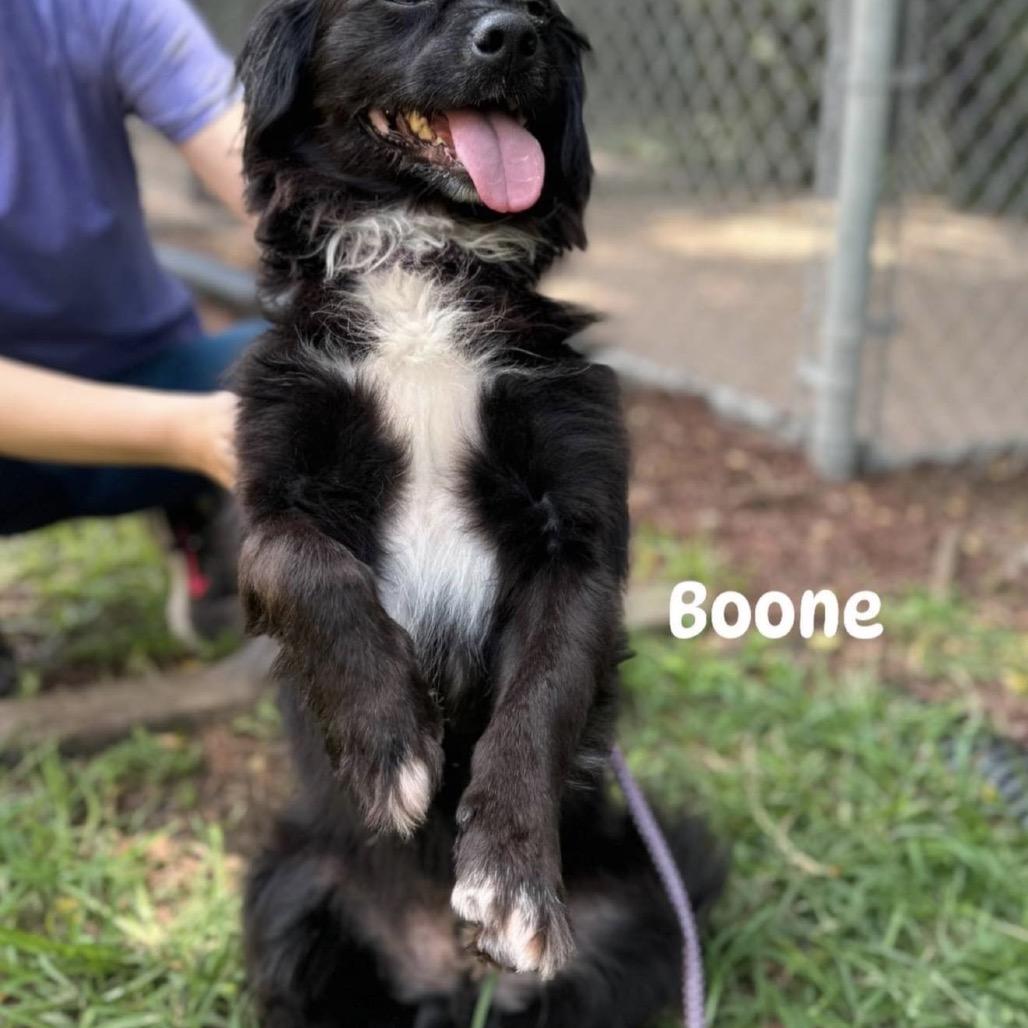Boone, a Adoptable mixed breed in Southside, TN image 5/6