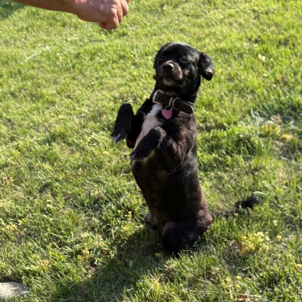 Boone, a Adoptable mixed breed in Southside, TN image 6/6