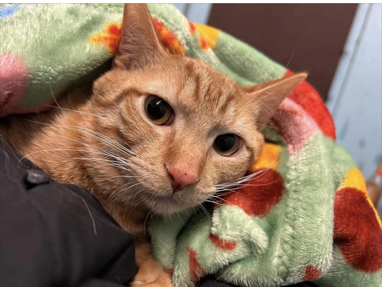 Enlarge Simba , a ADOPTABLE Domestic Short Hair in Sullivan, MO image 2/2