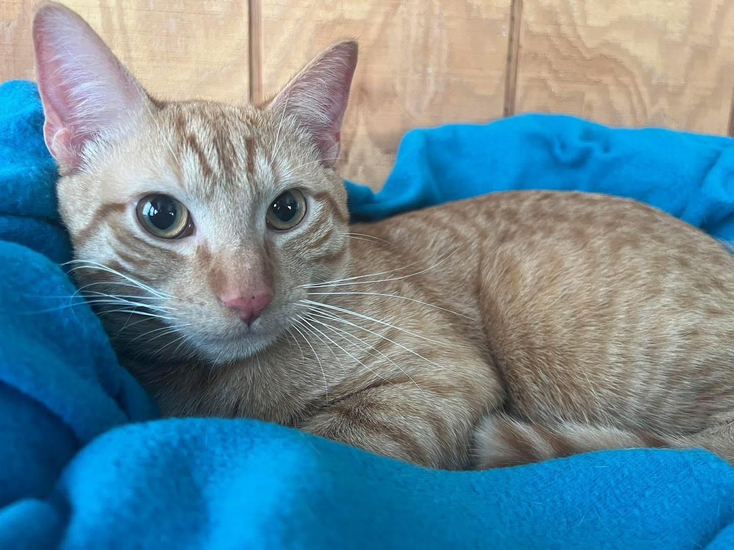 Simba , ADOPTABLE, Young Male Domestic Short Hair.