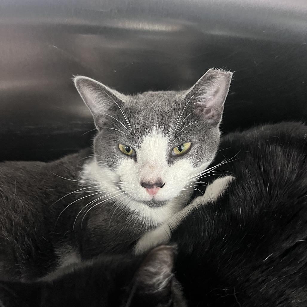 Enlarge Saba, a Adoptable Domestic Short Hair in Sarasota, FL image 1/1