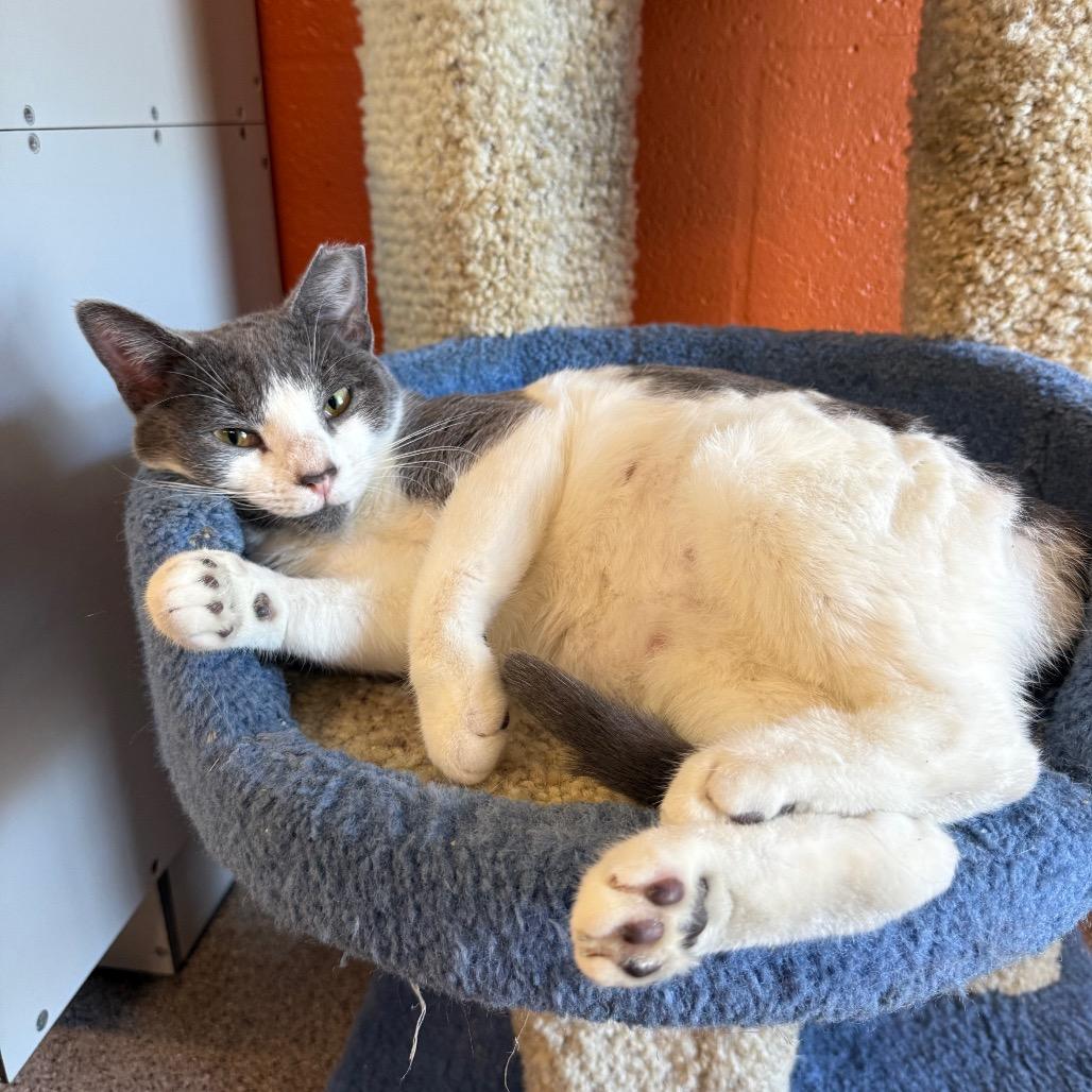 Enlarge Saba, a Adoptable Domestic Short Hair in Sarasota, FL image 4/6