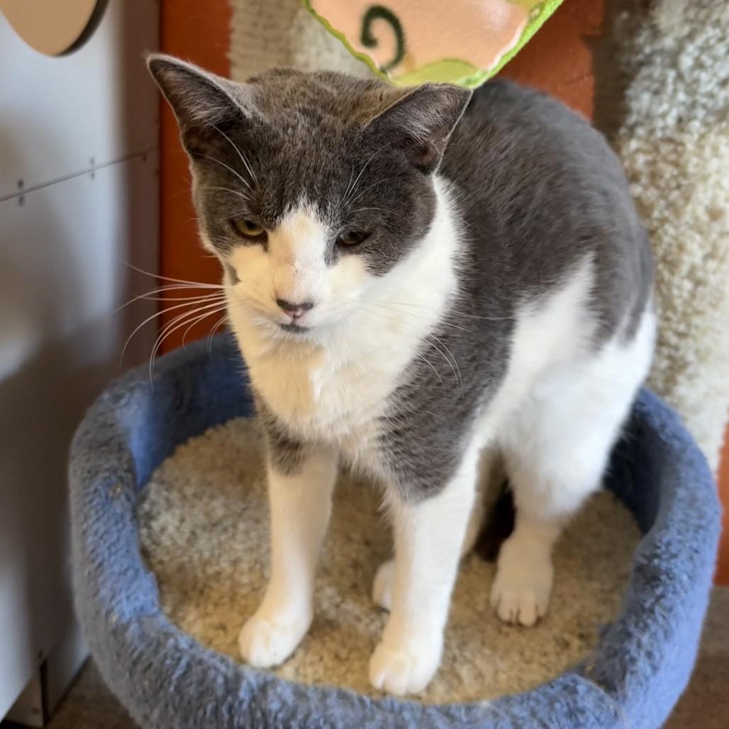 Enlarge Saba, a Adoptable Domestic Short Hair in Sarasota, FL image 5/6