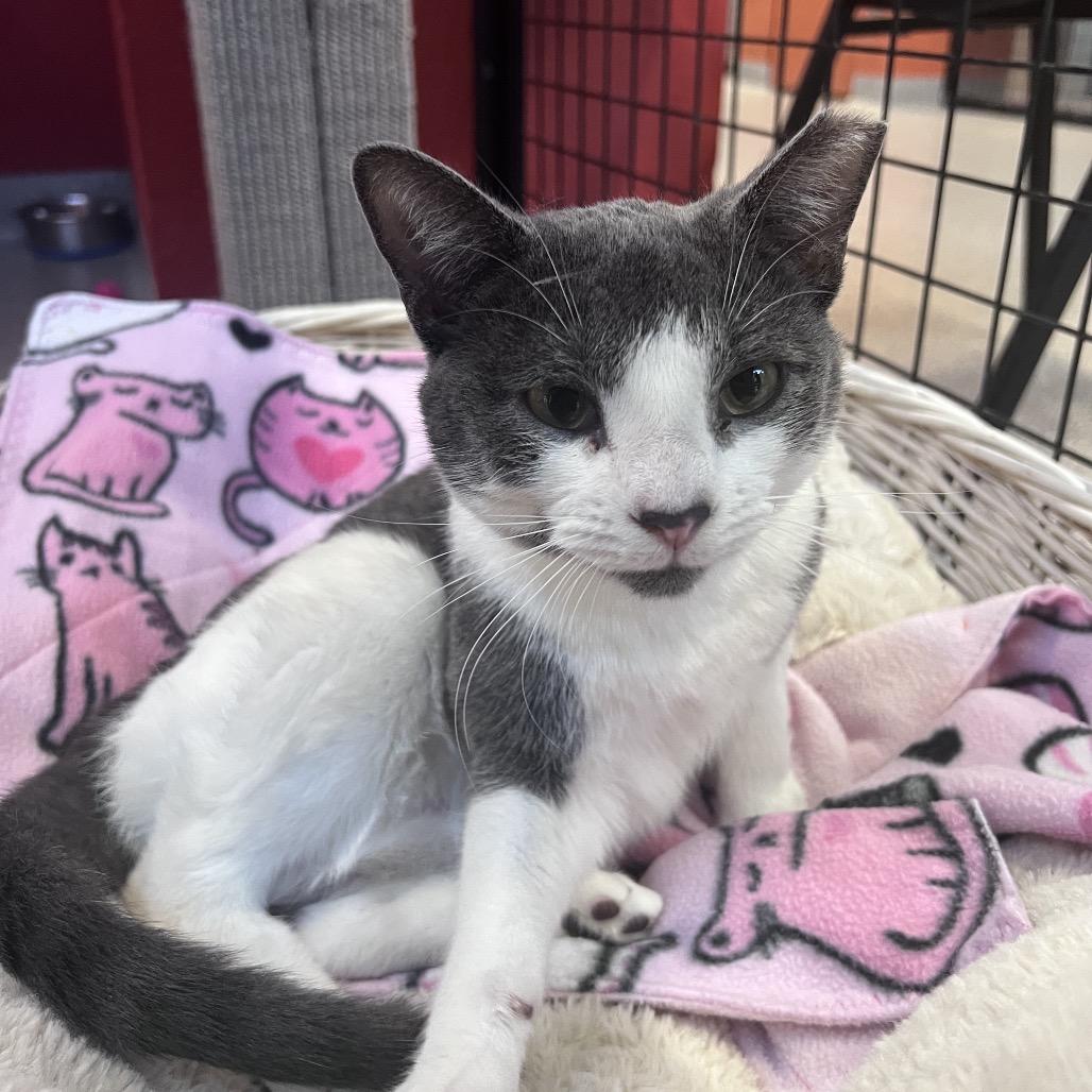 Enlarge Saba, a Adoptable Domestic Short Hair in Sarasota, FL image 6/6