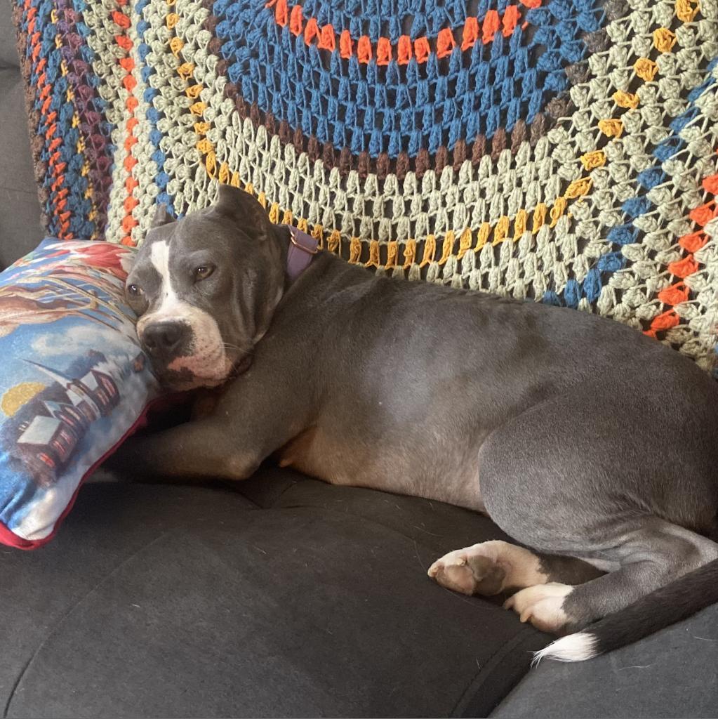 Mildred (mom), Adoptable, Adult Female American Staffordshire Terrier & Mixed Breed.