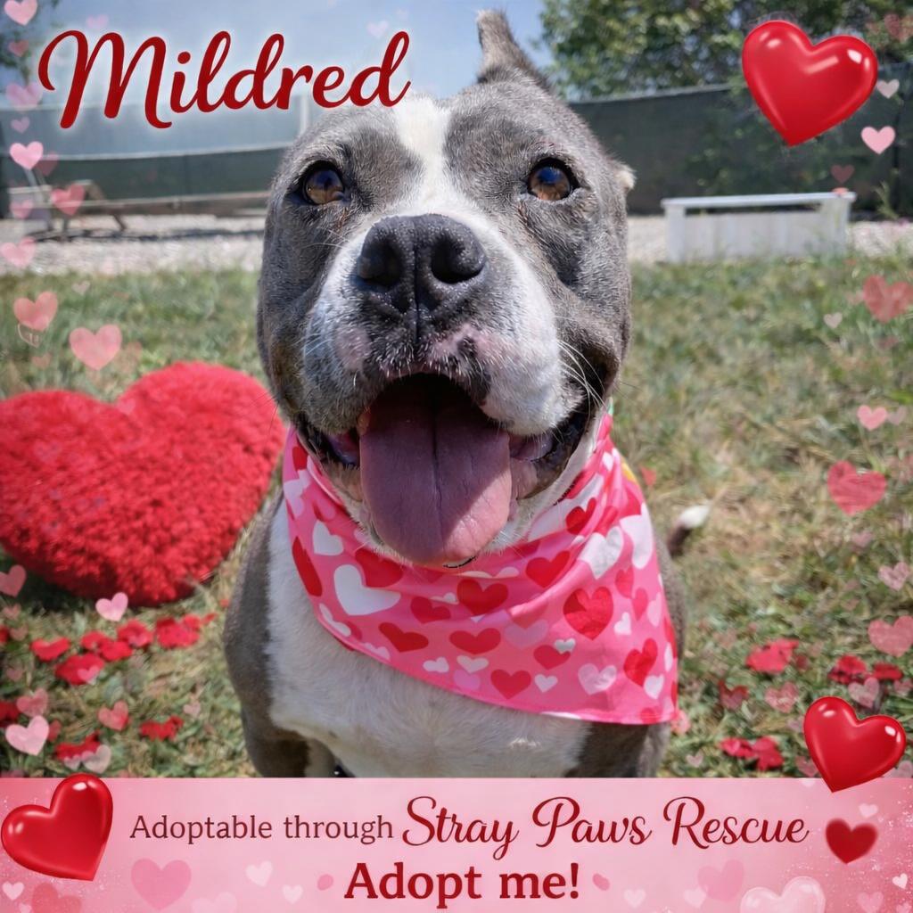 Mildred (mom), Adoptable, Adult Female American Staffordshire Terrier & Mixed Breed.