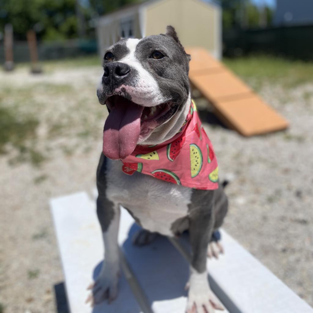 Mildred (mom), a Adoptable mixed breed in St. Peters, MO image 1/6