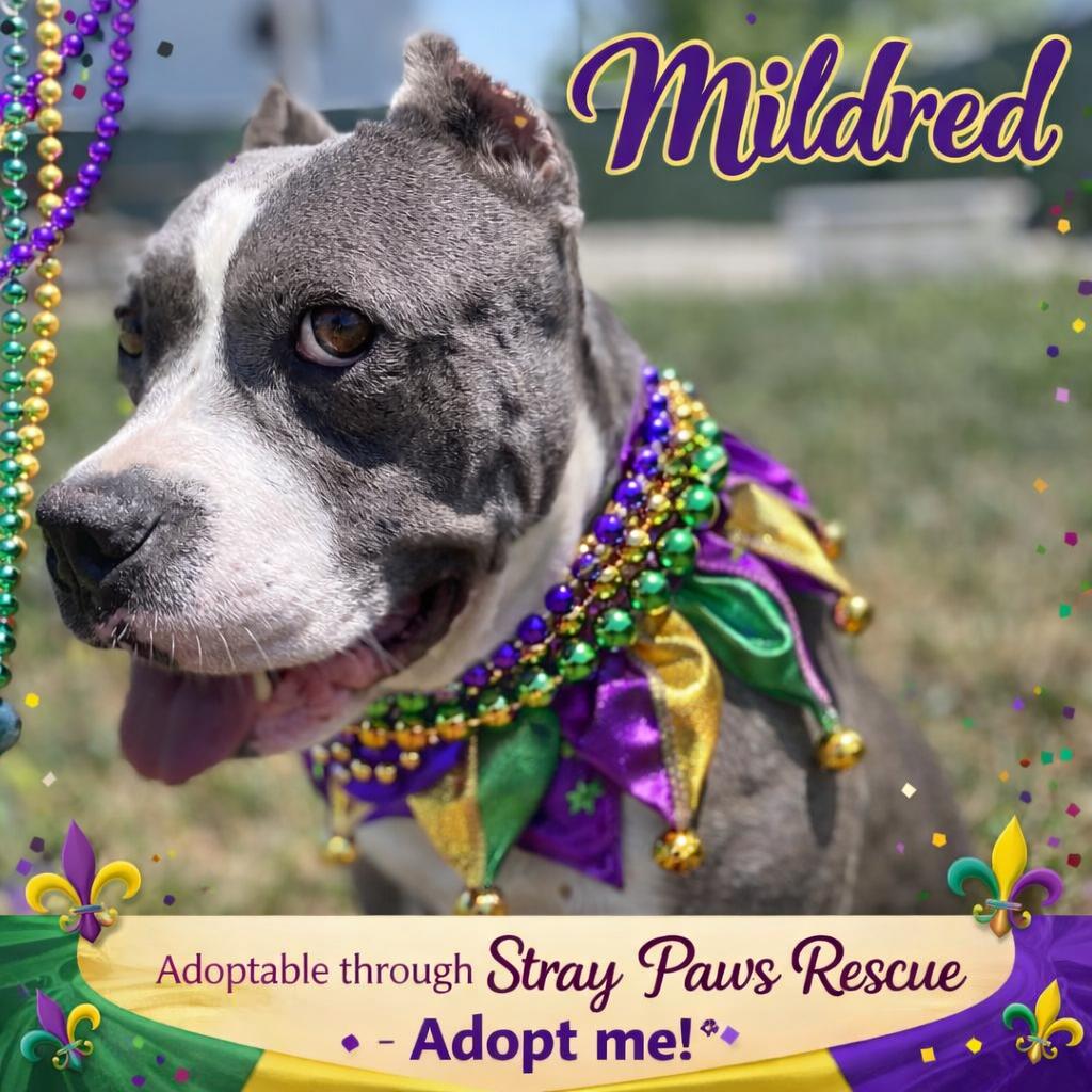 Enlarge Mildred (mom), a Adoptable mixed breed in St. Peters, MO image 3/6