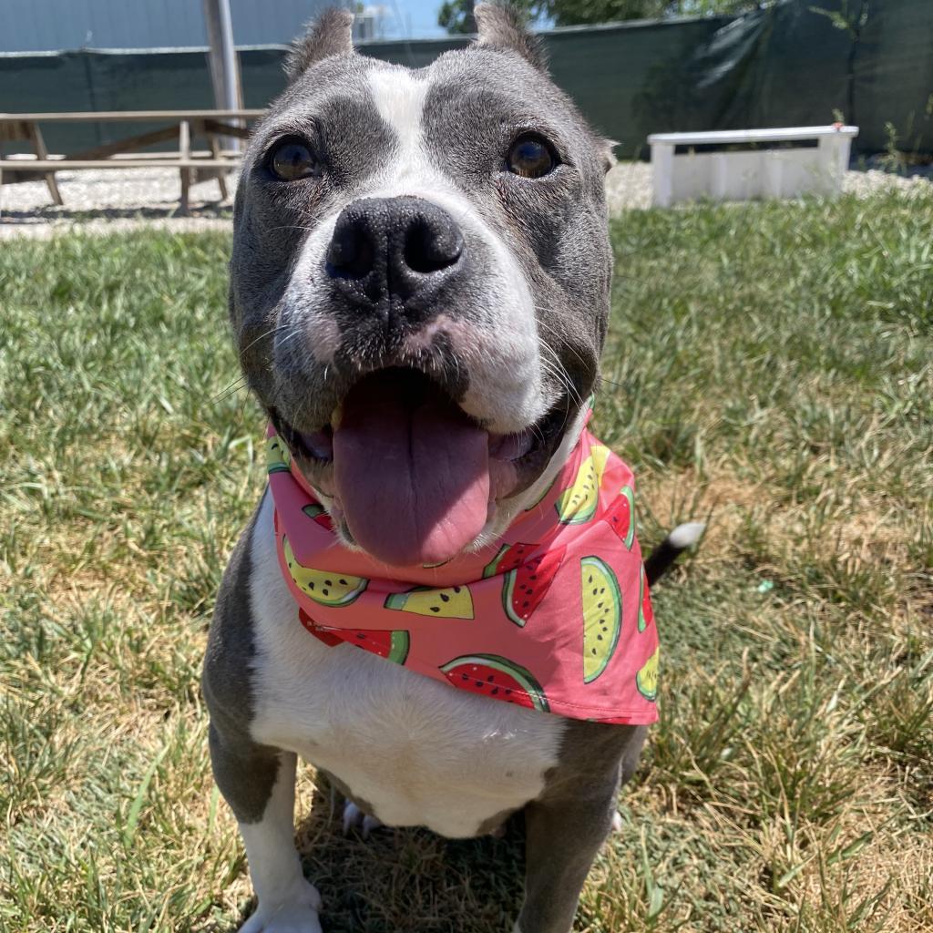 Mildred (mom), a Adoptable mixed breed in St. Peters, MO image 2/6