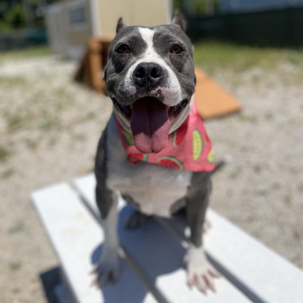 Mildred (mom), a Adoptable mixed breed in St. Peters, MO image 3/6