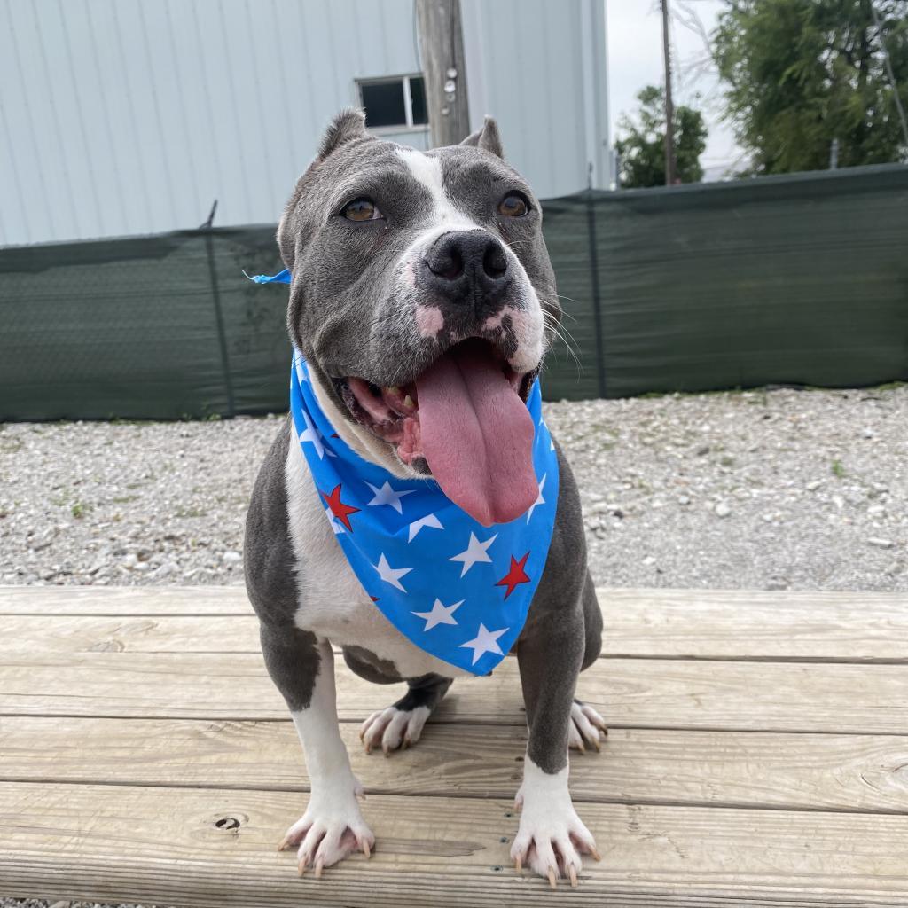 Mildred (mom), a Adoptable mixed breed in St. Peters, MO image 4/6