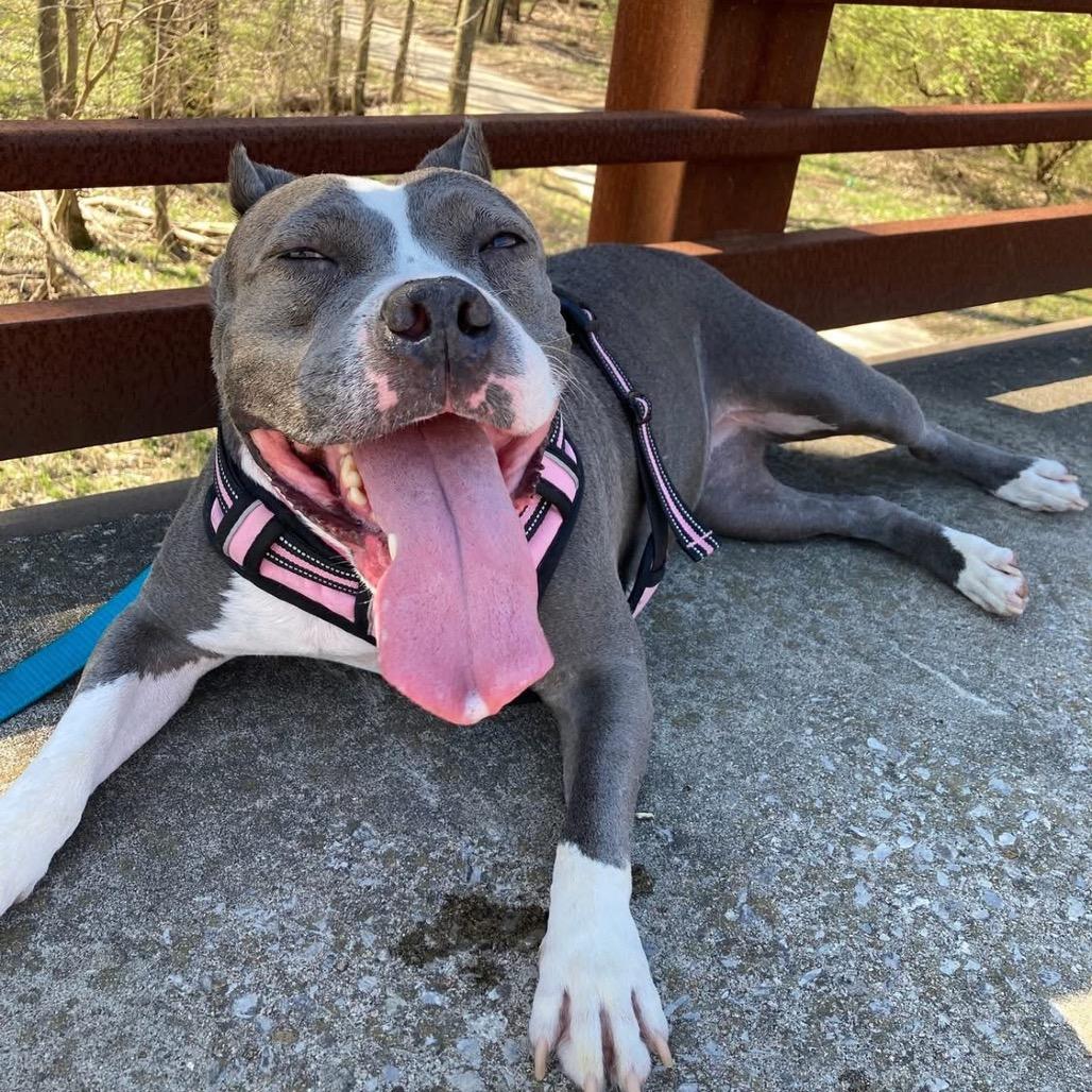 Mildred (mom), a Adoptable mixed breed in St. Peters, MO image 2/6