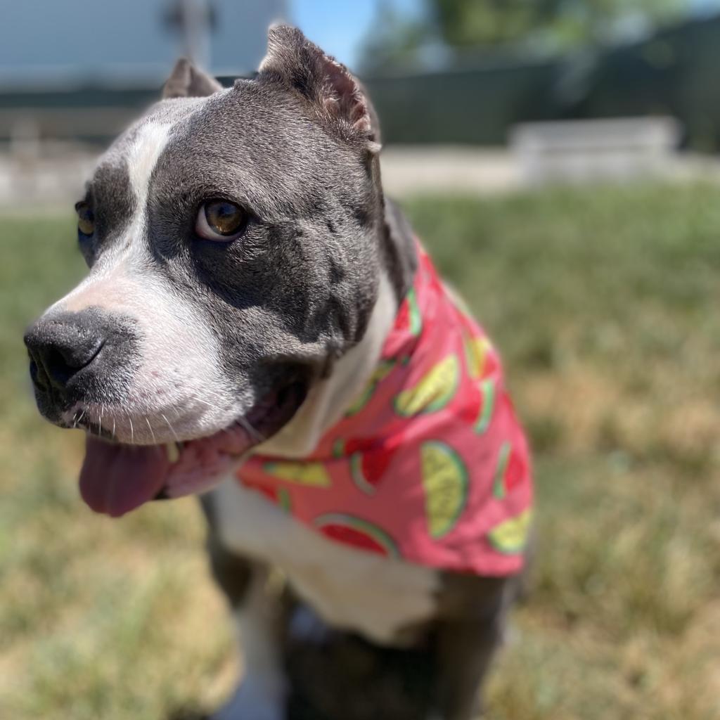 Mildred (mom), a Adoptable mixed breed in St. Peters, MO image 5/6