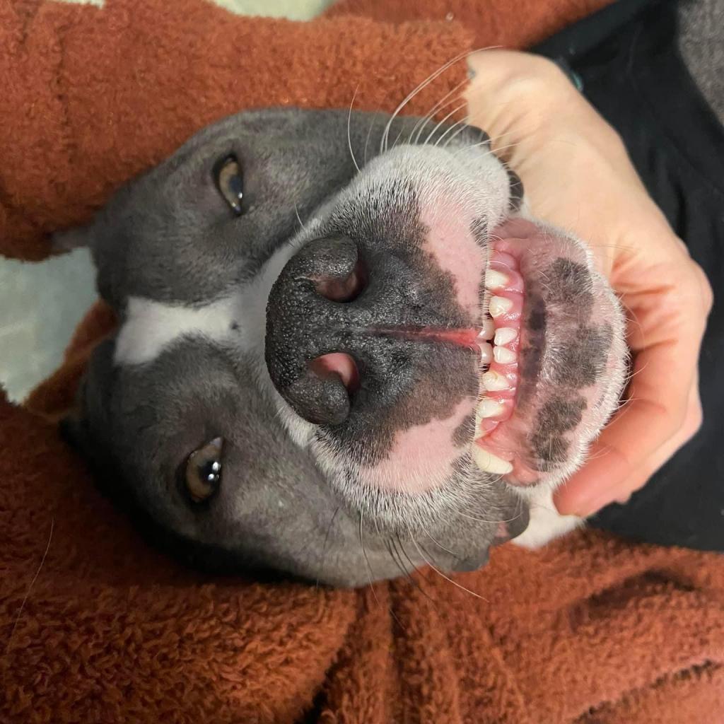 Mildred (mom), a Adoptable mixed breed in St. Peters, MO image 3/6