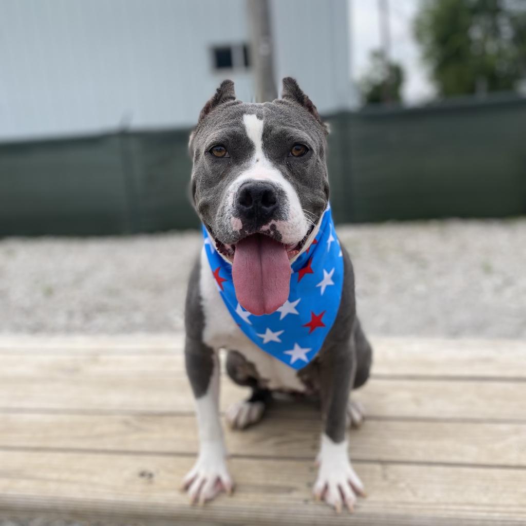 Mildred (mom), a Adoptable mixed breed in St. Peters, MO image 6/6