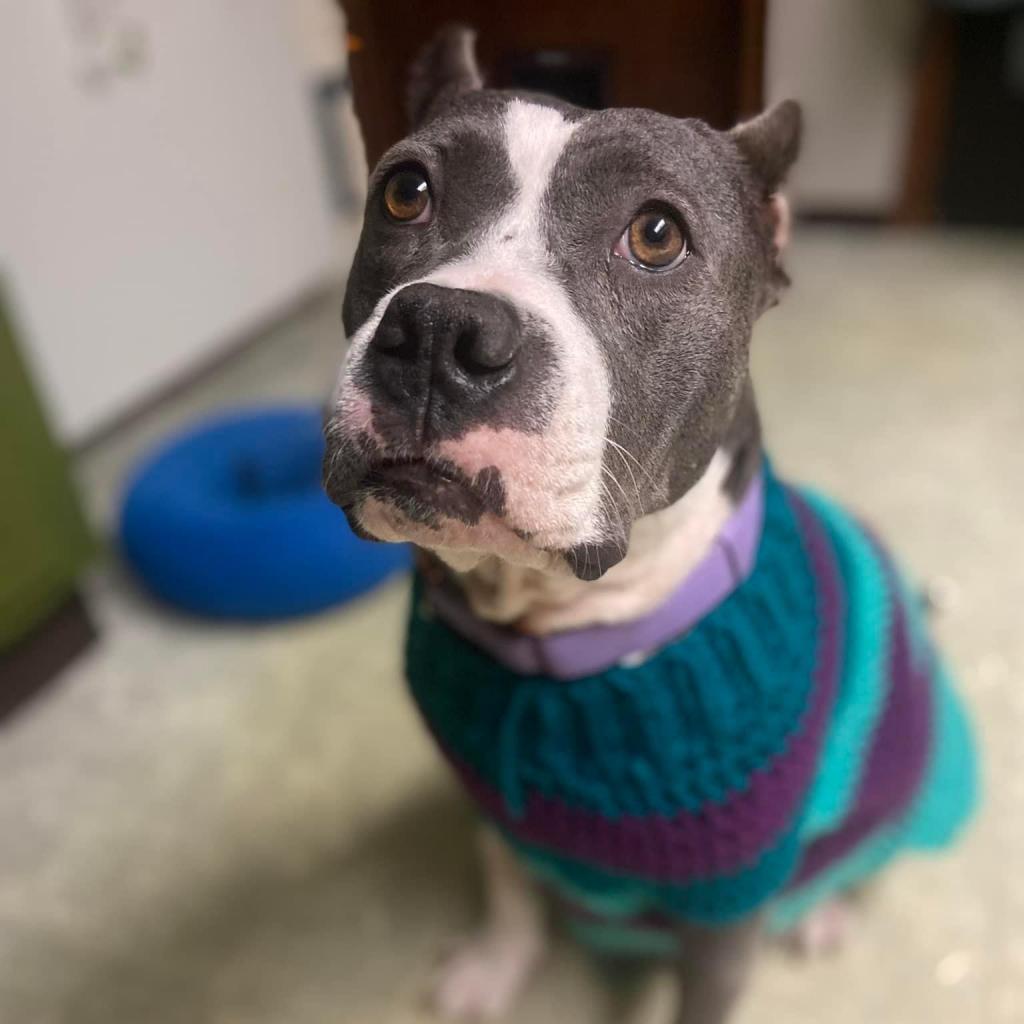 Enlarge Mildred (mom), a Adoptable mixed breed in St. Peters, MO image 6/6