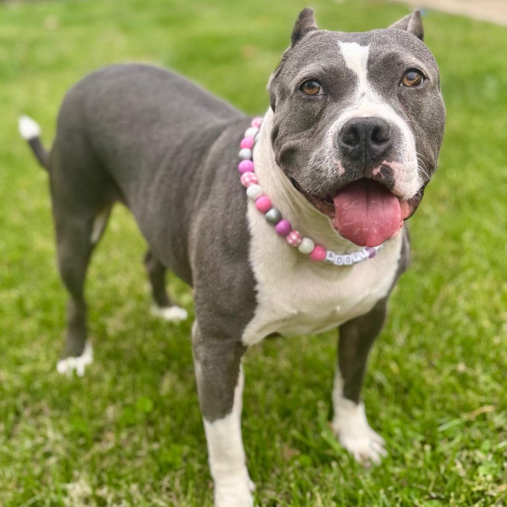 Enlarge Mildred (mom), a Adoptable mixed breed in St. Peters, MO image 6/6