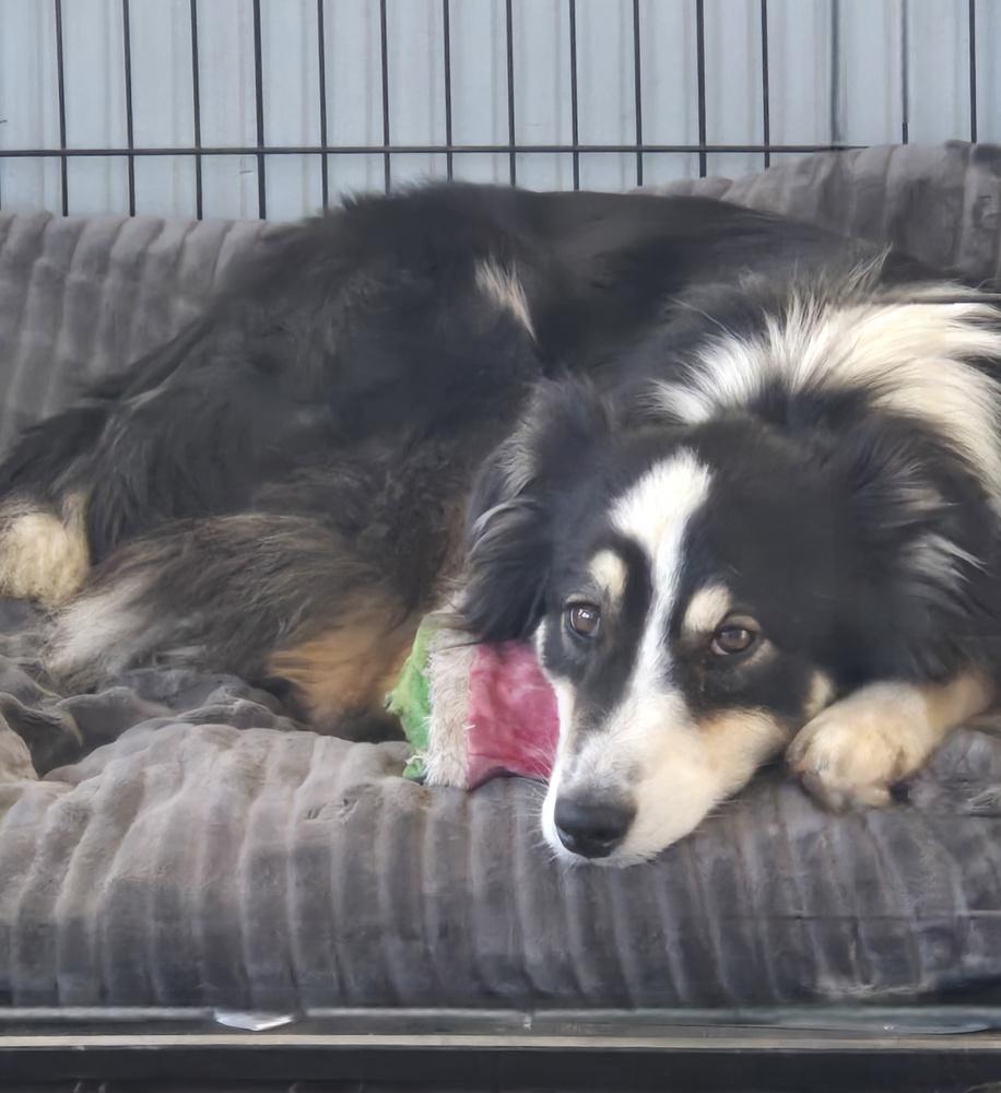 0919 Mylton, a Adoptable Australian Shepherd in Shabbona, IL image 2/5