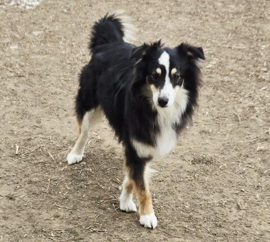 0919 Mylton, a Adoptable Australian Shepherd in Shabbona, IL image 3/5