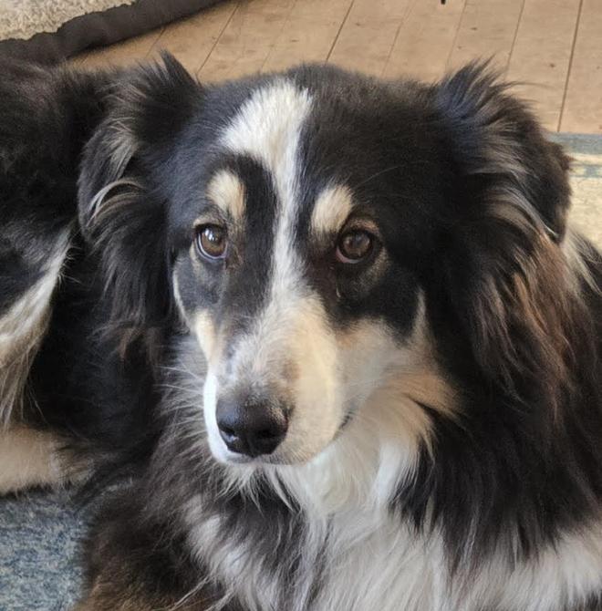 0919 Mylton, Adoptable, Young Male Australian Shepherd.