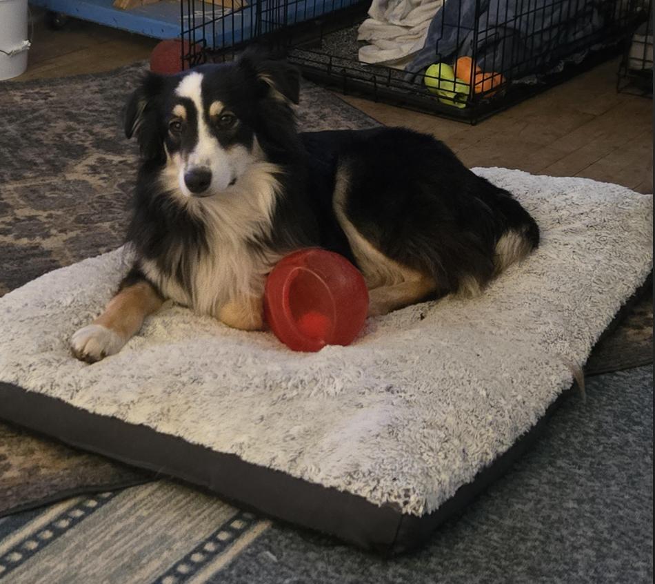 0919 Mylton, a Adoptable Australian Shepherd in Shabbona, IL image 5/5