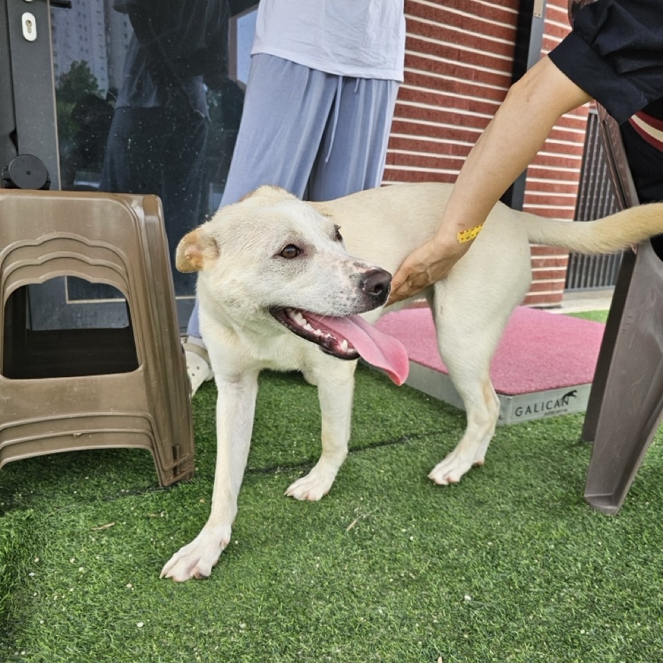 Enlarge DOOYOO", a Adoptable mixed breed in Springfield, VA image 5/5