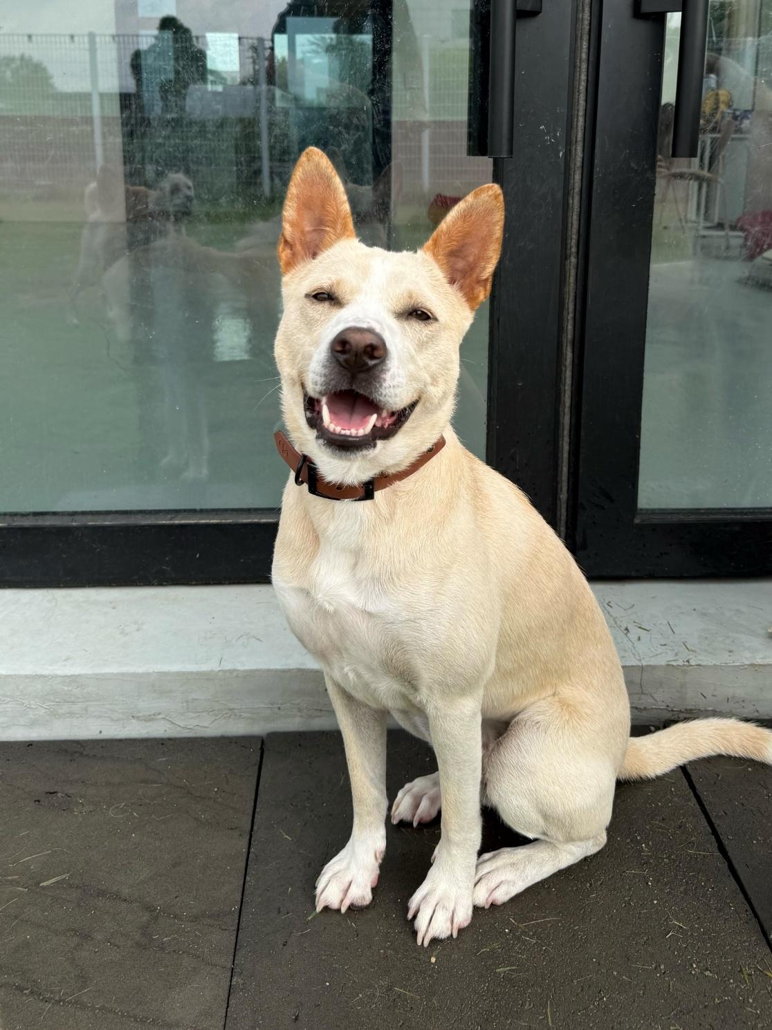 DOOYOO", Adoptable, Adult Female Jindo.