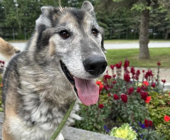 Enlarge LOBO, a Adoptable mixed breed in Anchorage, AK image 1/1