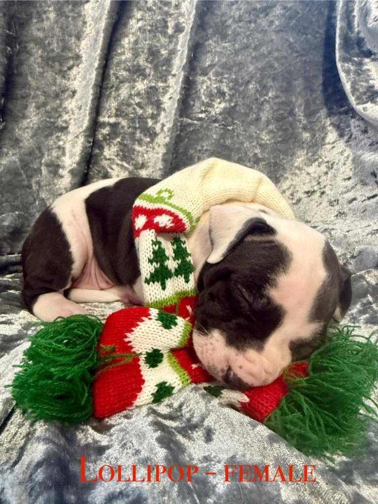 Lollipop thumbnail 2