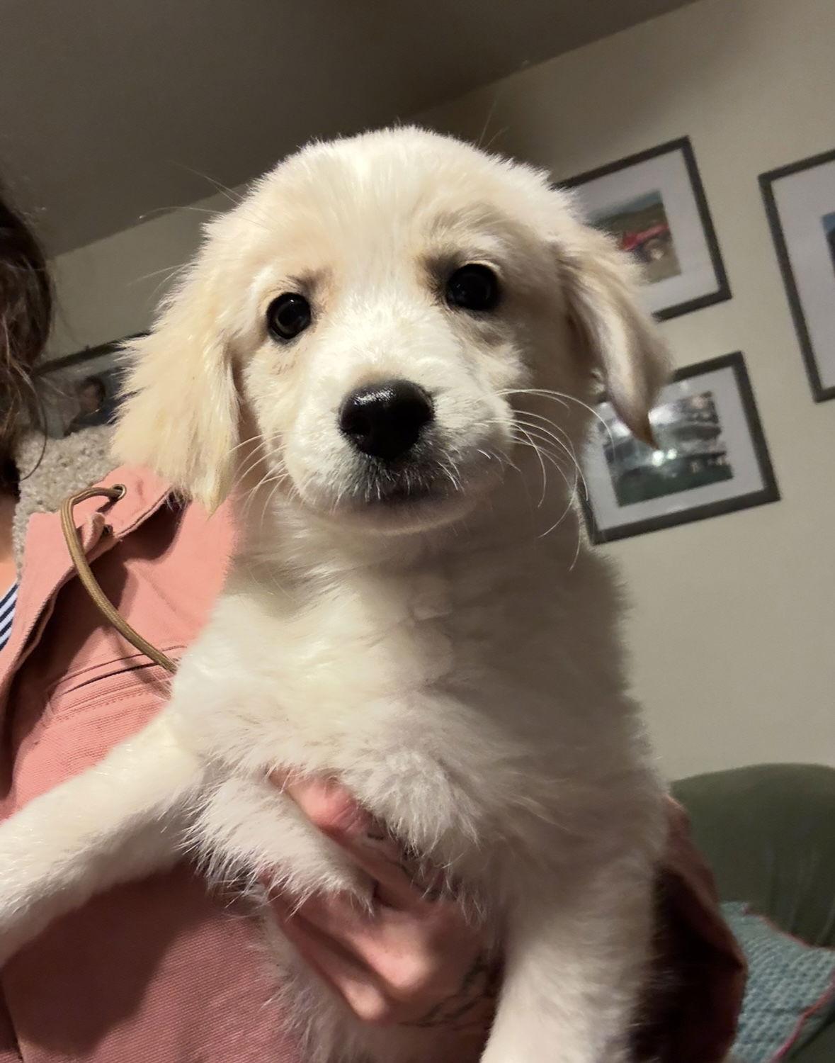 Nancy, ADOPTABLE, Puppy Female Golden Retriever & Poodle.
