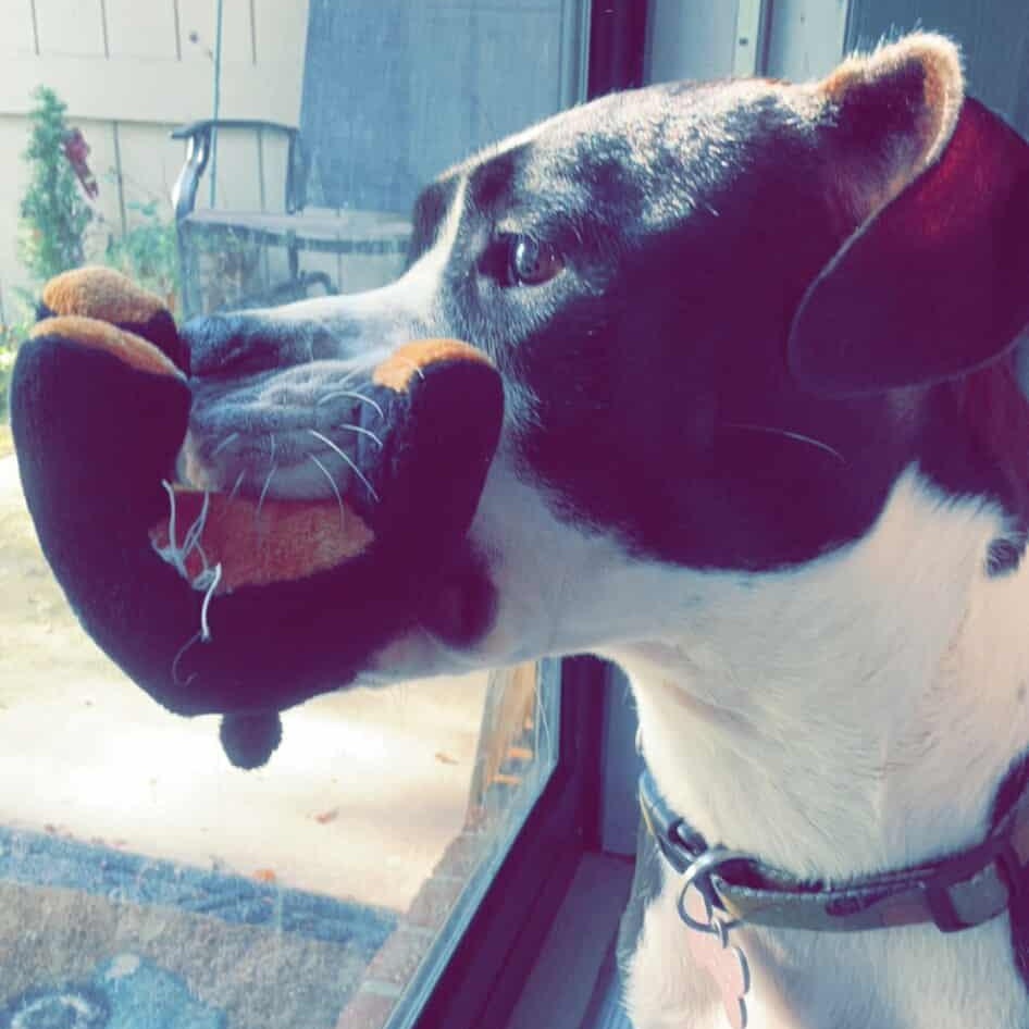 Cricket, Adult Female American Staffordshire Terrier