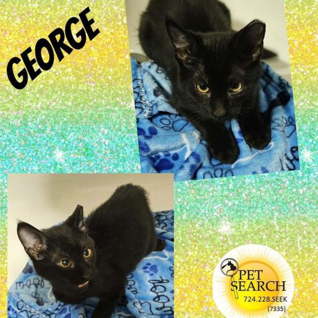 Enlarge George, a Adoptable Domestic Short Hair in Washington, PA image 1/1