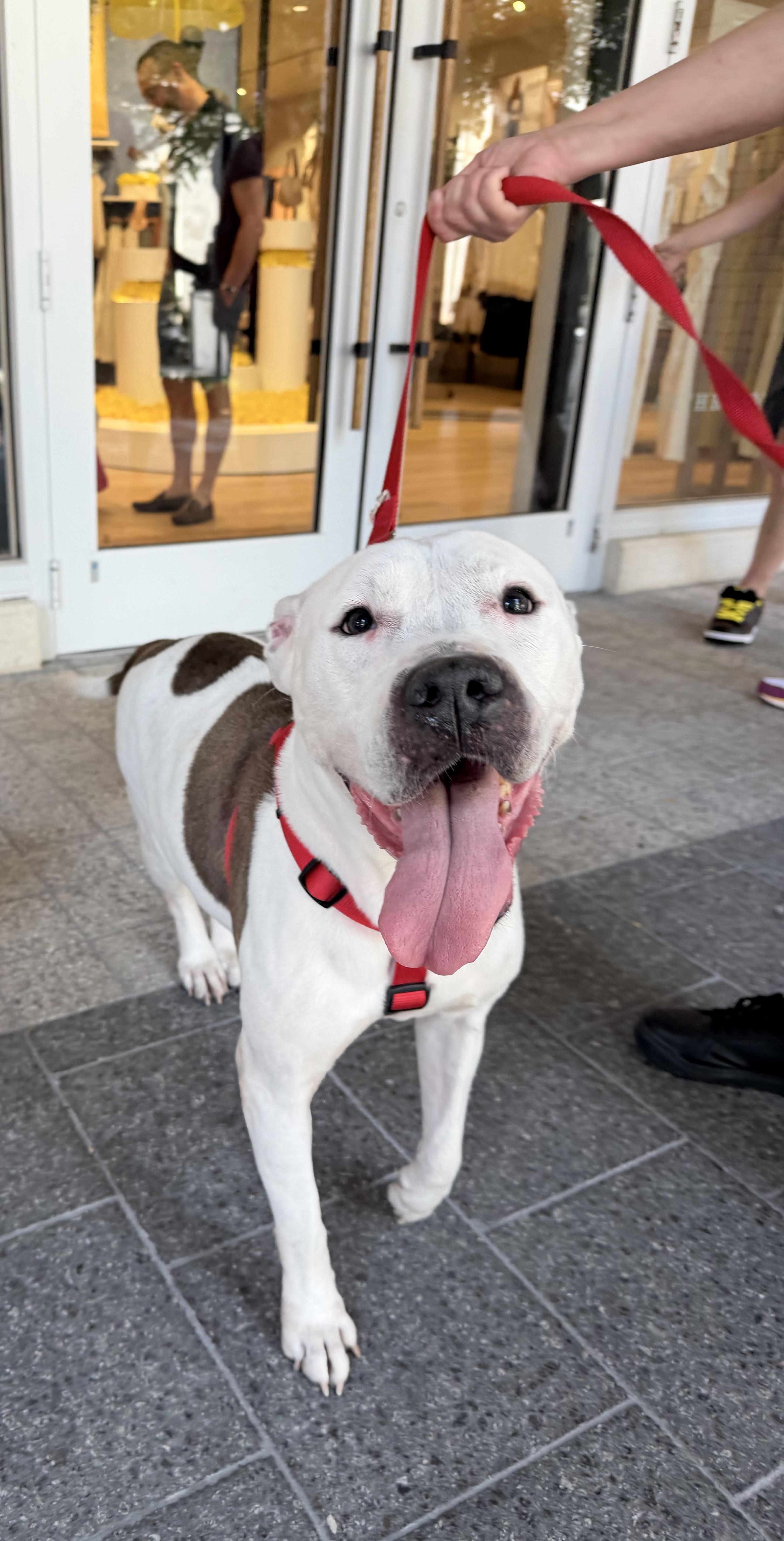Rue, adopted, Adult Female Pit Bull Terrier.
