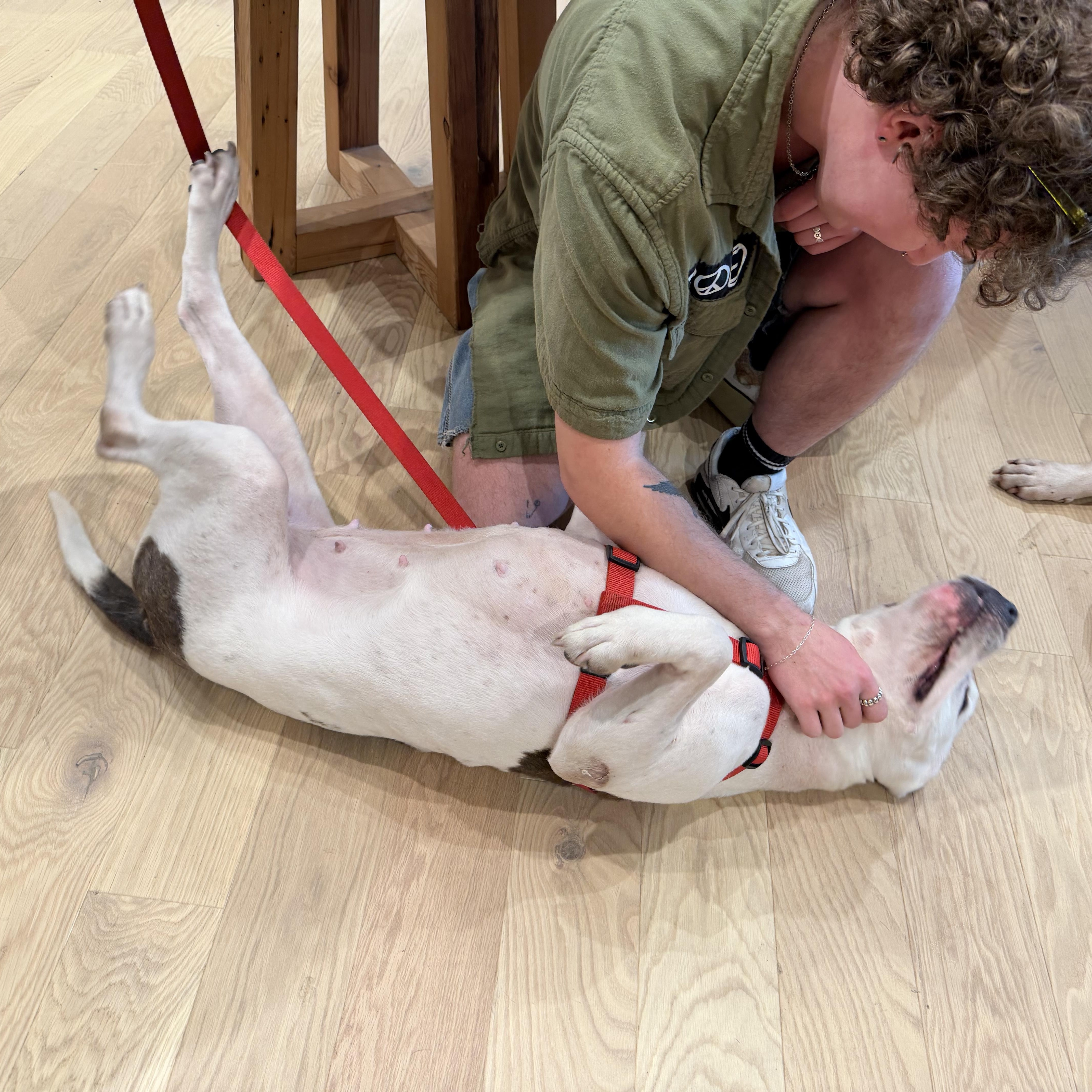 Enlarge Rue, an adopted Pit Bull Terrier in Palm springs, FL image 2/3