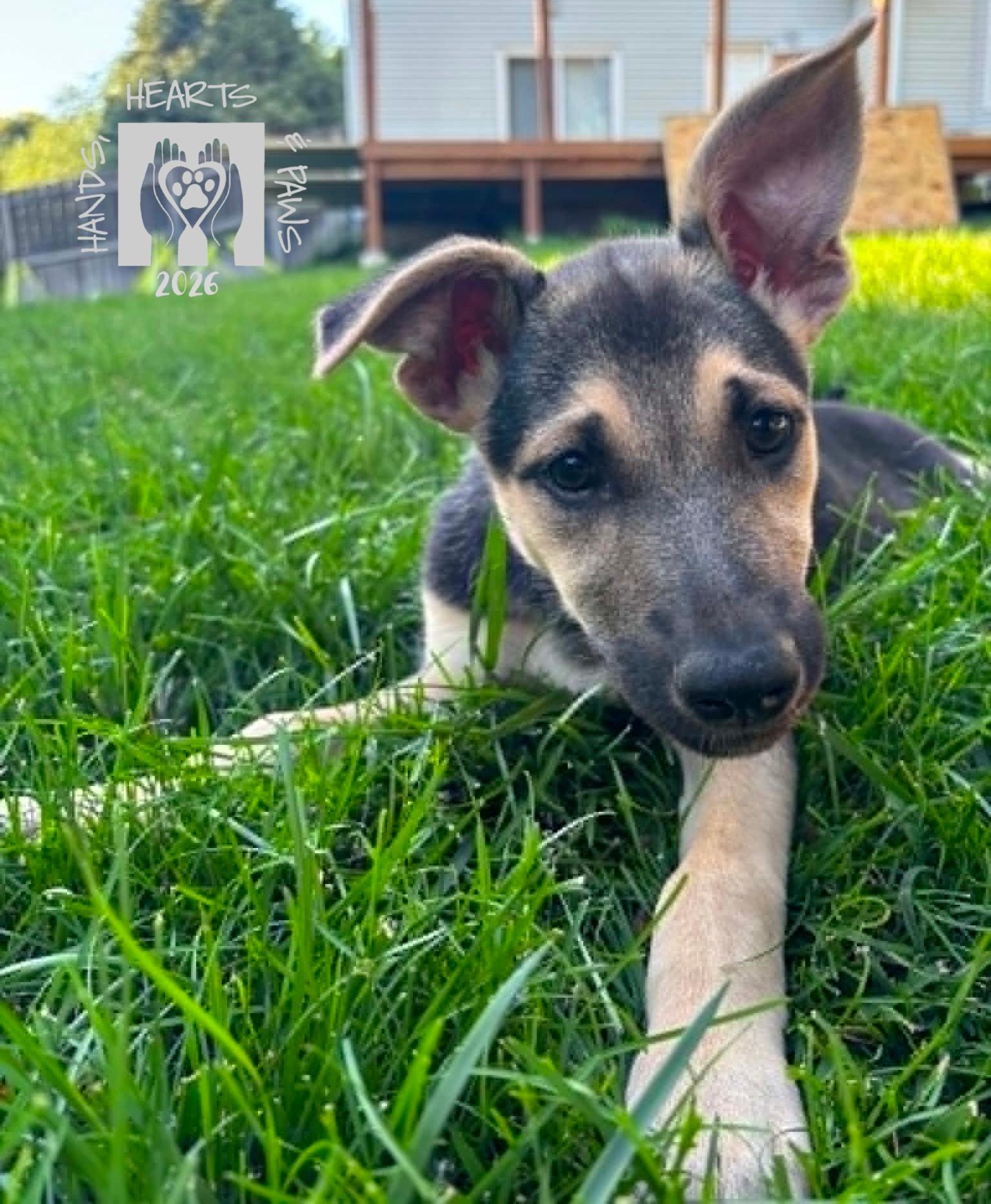 Rumi, Adoptable, Puppy Female Shepherd & Labrador Retriever.