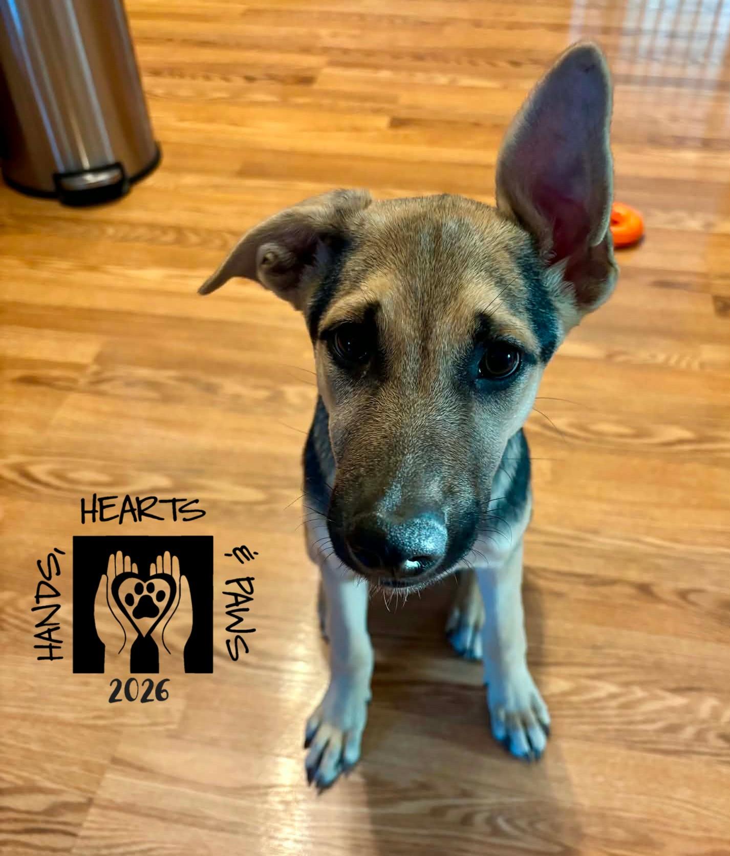 Rumi, Adoptable, Puppy Female Shepherd & Labrador Retriever.