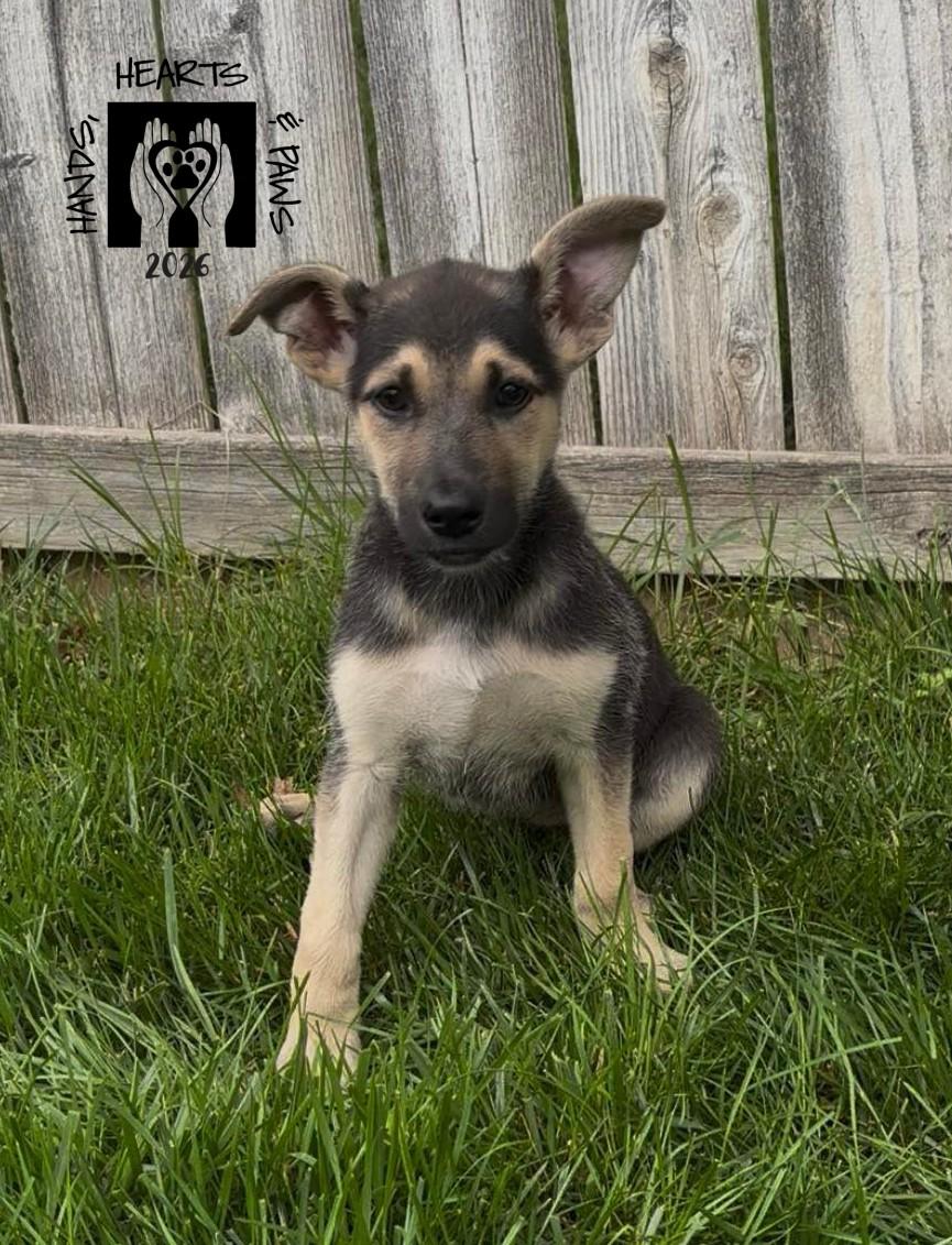 Enlarge Rumi, a Adoptable mixed breed in Omaha, NE image 1/1