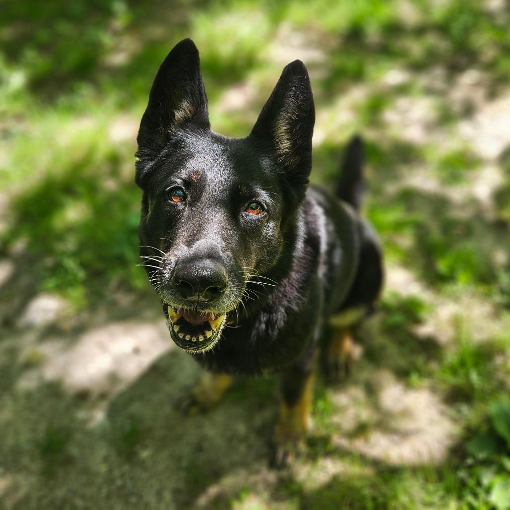 Princess, Adoptable, Senior Female German Shepherd Dog.