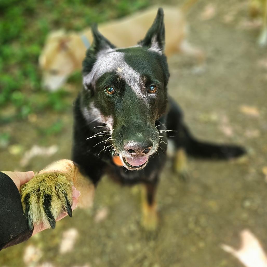 Princess, a Adoptable German Shepherd Dog in Springfield, MO image 2/6