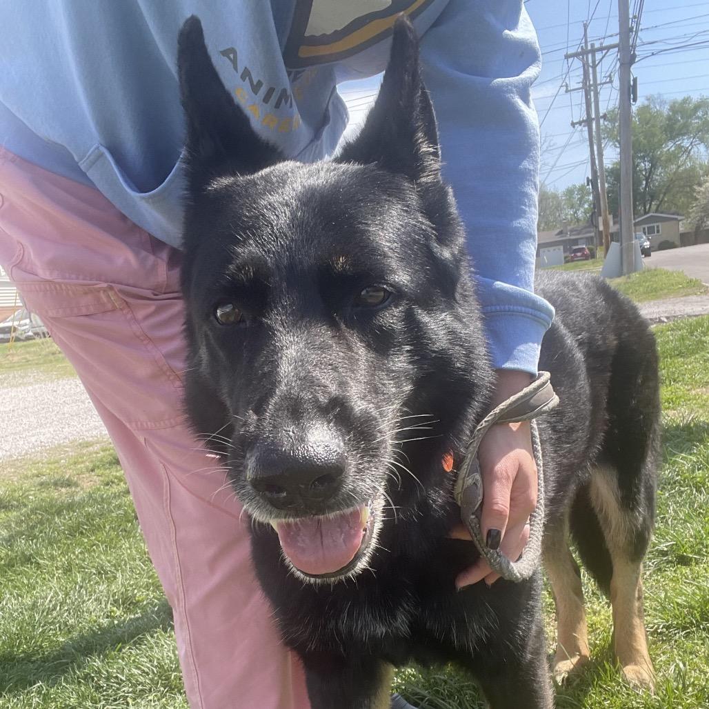 Princess, Adoptable, Senior Female German Shepherd Dog.