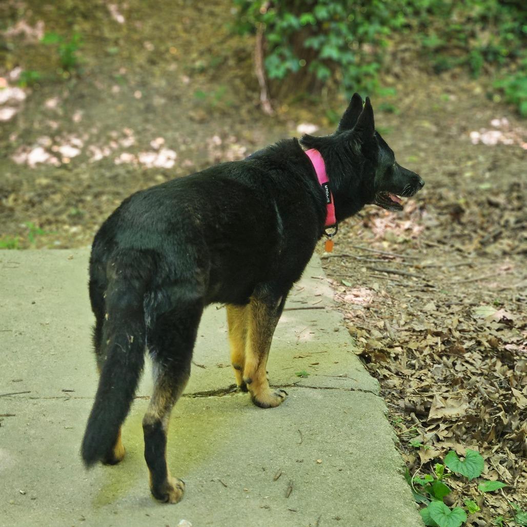 Princess, a Adoptable German Shepherd Dog in Springfield, MO image 3/6