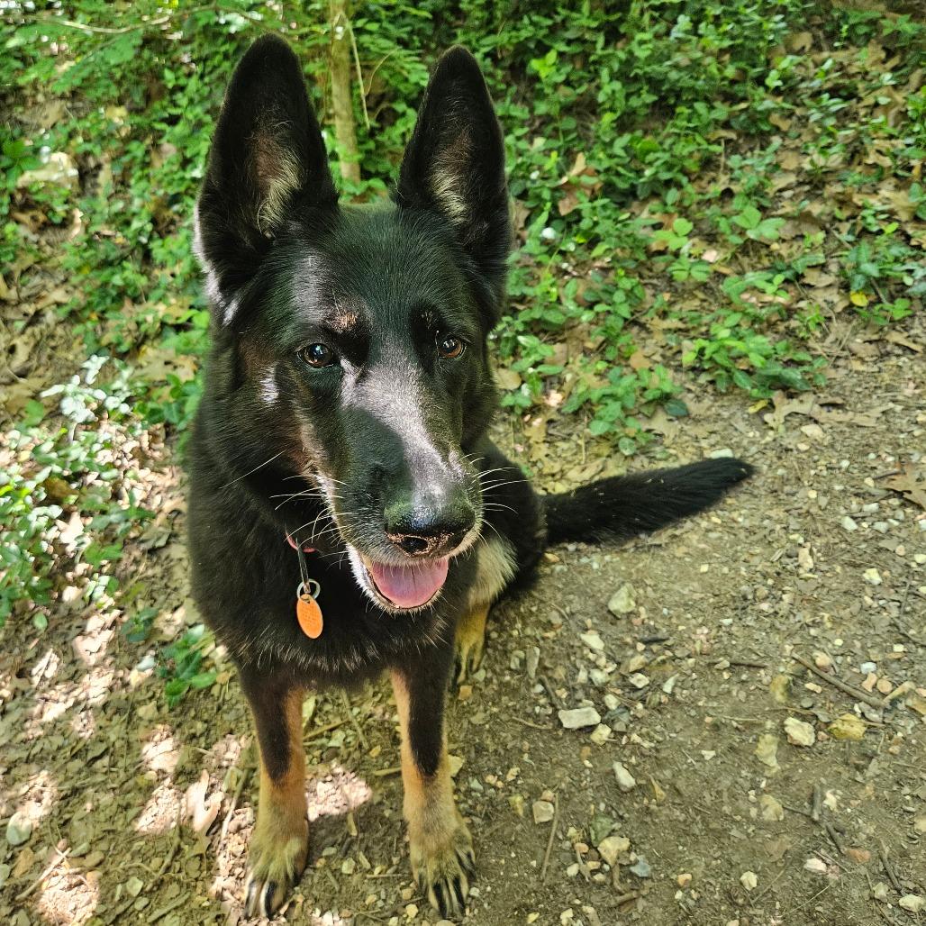Princess, a Adoptable German Shepherd Dog in Springfield, MO image 4/6