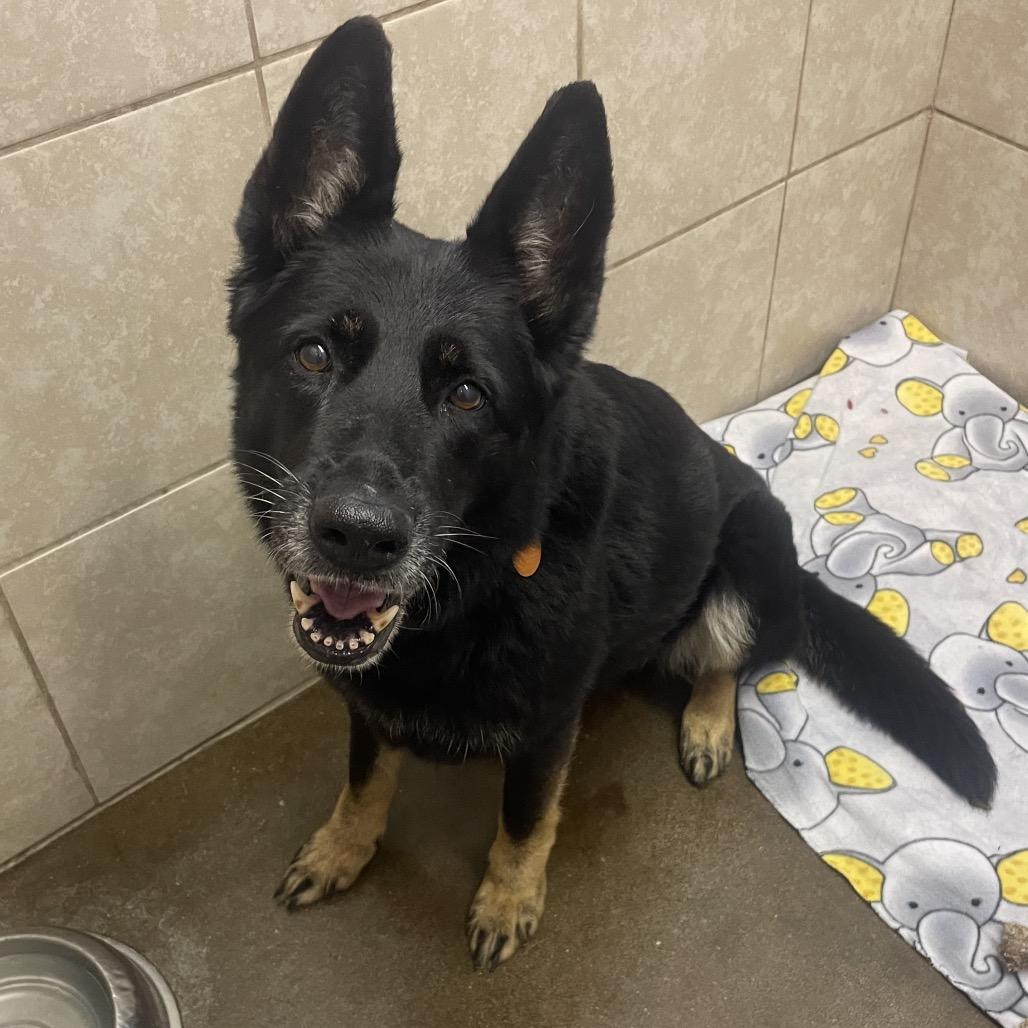 Enlarge Princess, a Adoptable German Shepherd Dog in Springfield, MO image 2/6