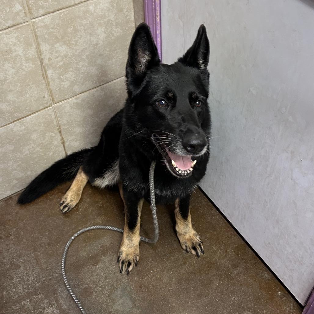 Enlarge Princess, a Adoptable German Shepherd Dog in Springfield, MO image 3/6