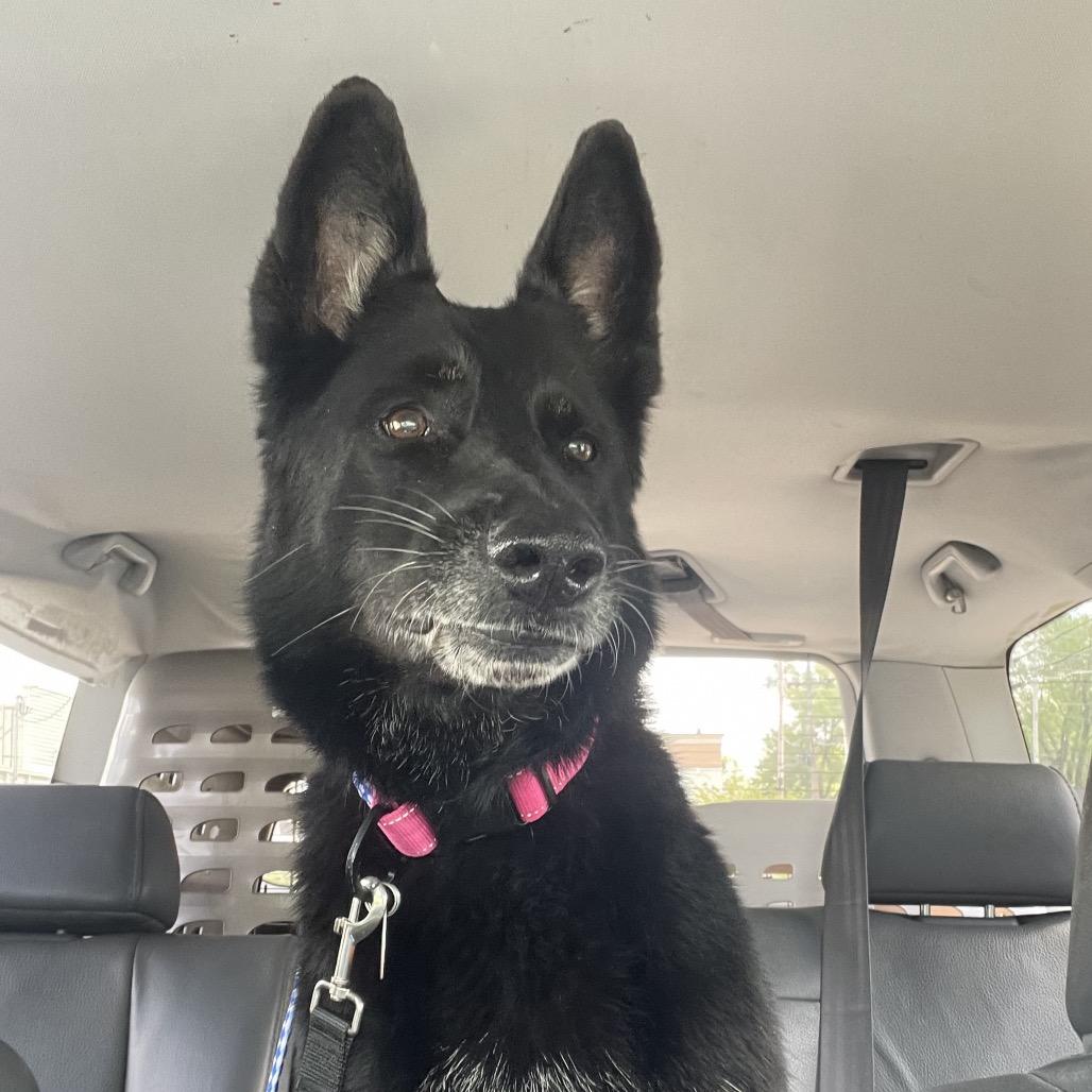 Enlarge Princess, a Adoptable German Shepherd Dog in Springfield, MO image 4/6