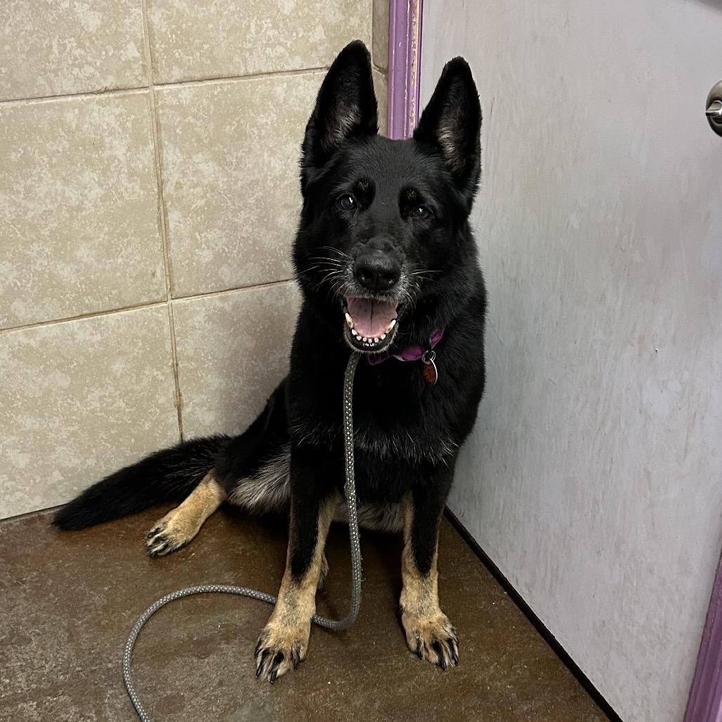 Enlarge Princess, a Adoptable German Shepherd Dog in Springfield, MO image 5/6