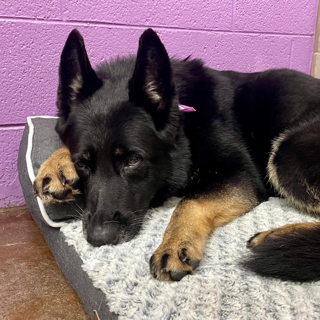 Enlarge Princess, a Adoptable German Shepherd Dog in Springfield, MO image 6/6
