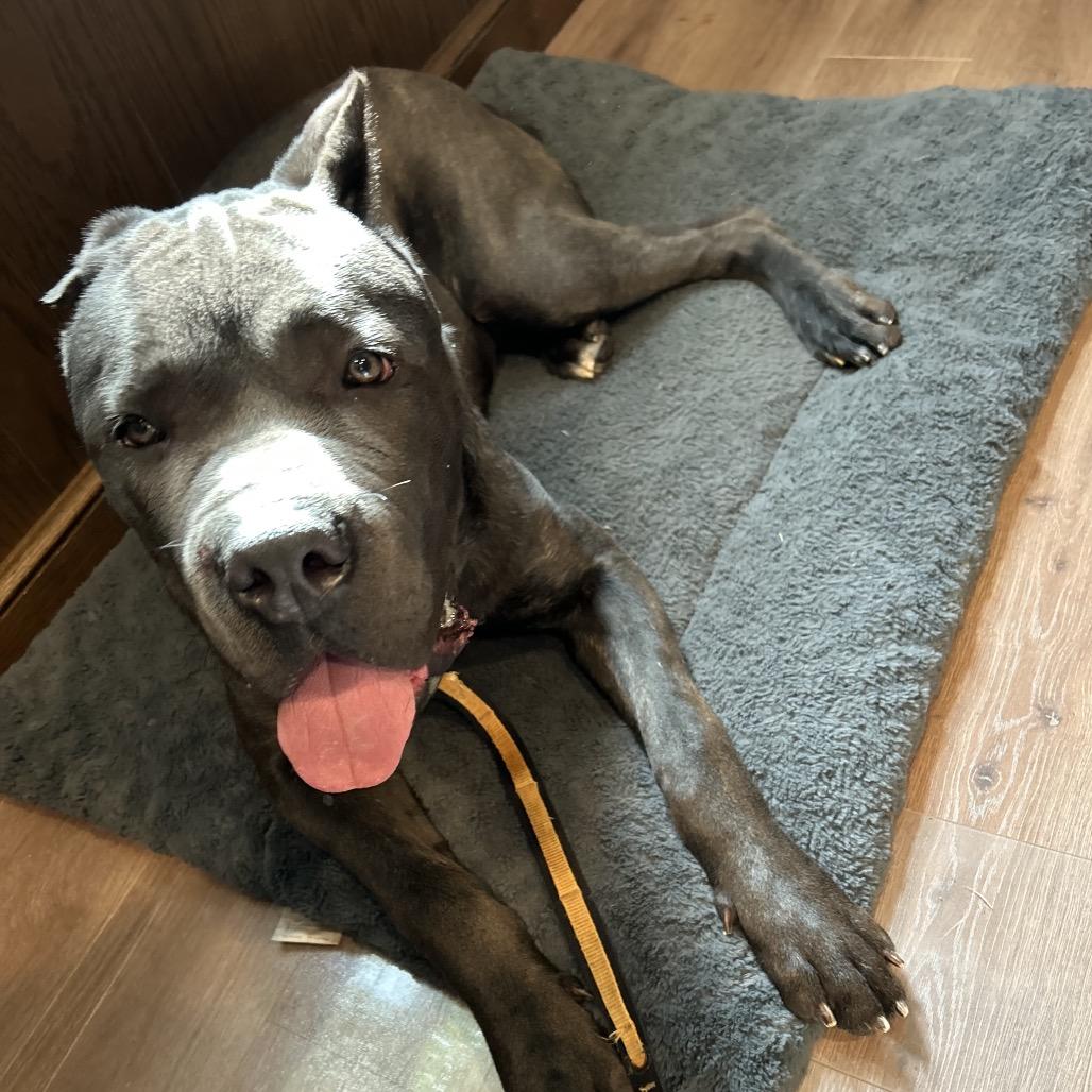 Tank Jr., Adoptable, Young Male Cane Corso & Cane Corso.