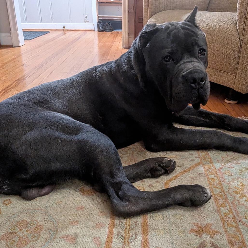 Enlarge Tank Jr., a Adoptable mixed breed in manchester, PA image 2/3